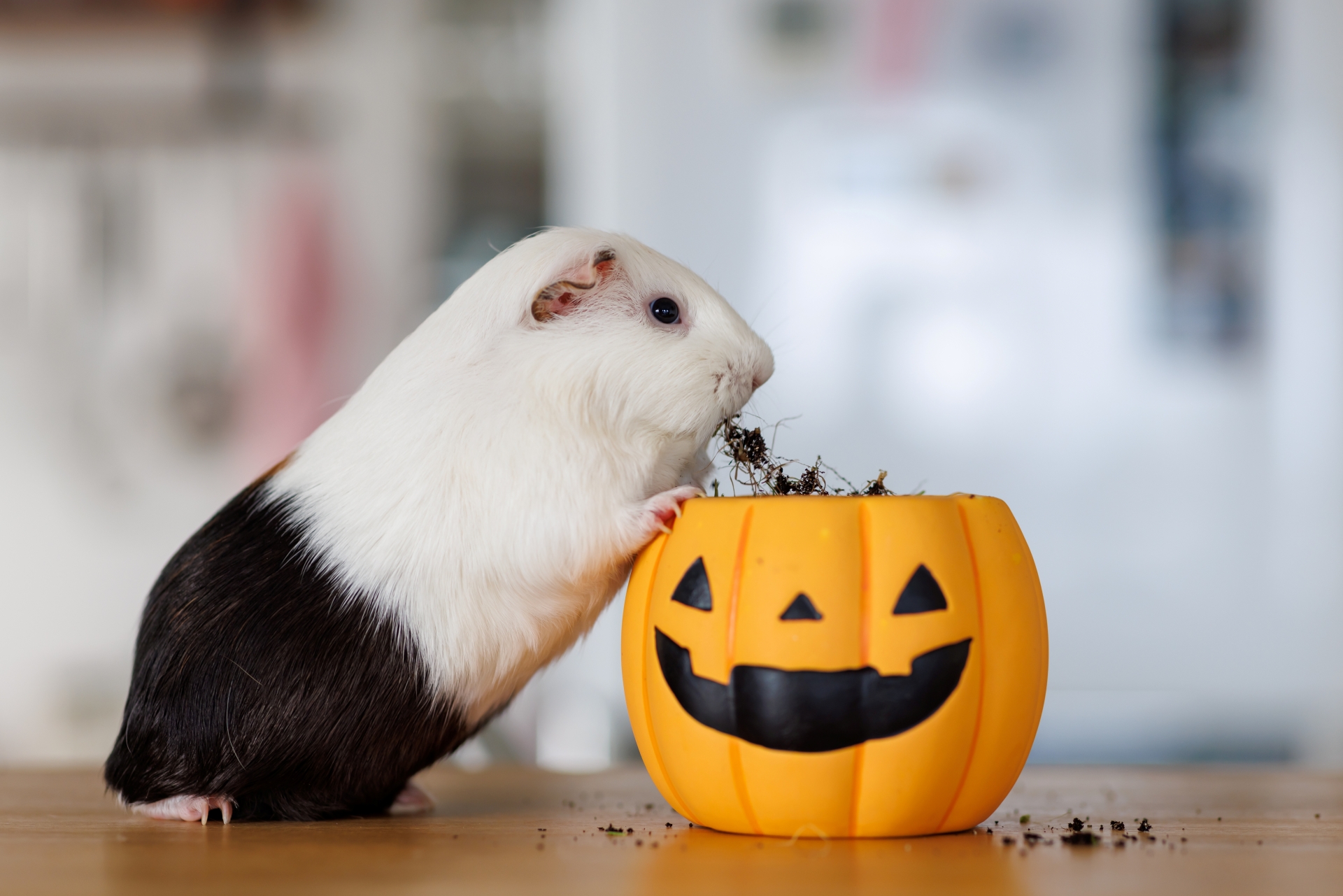 天然石INORI 天然石INORI