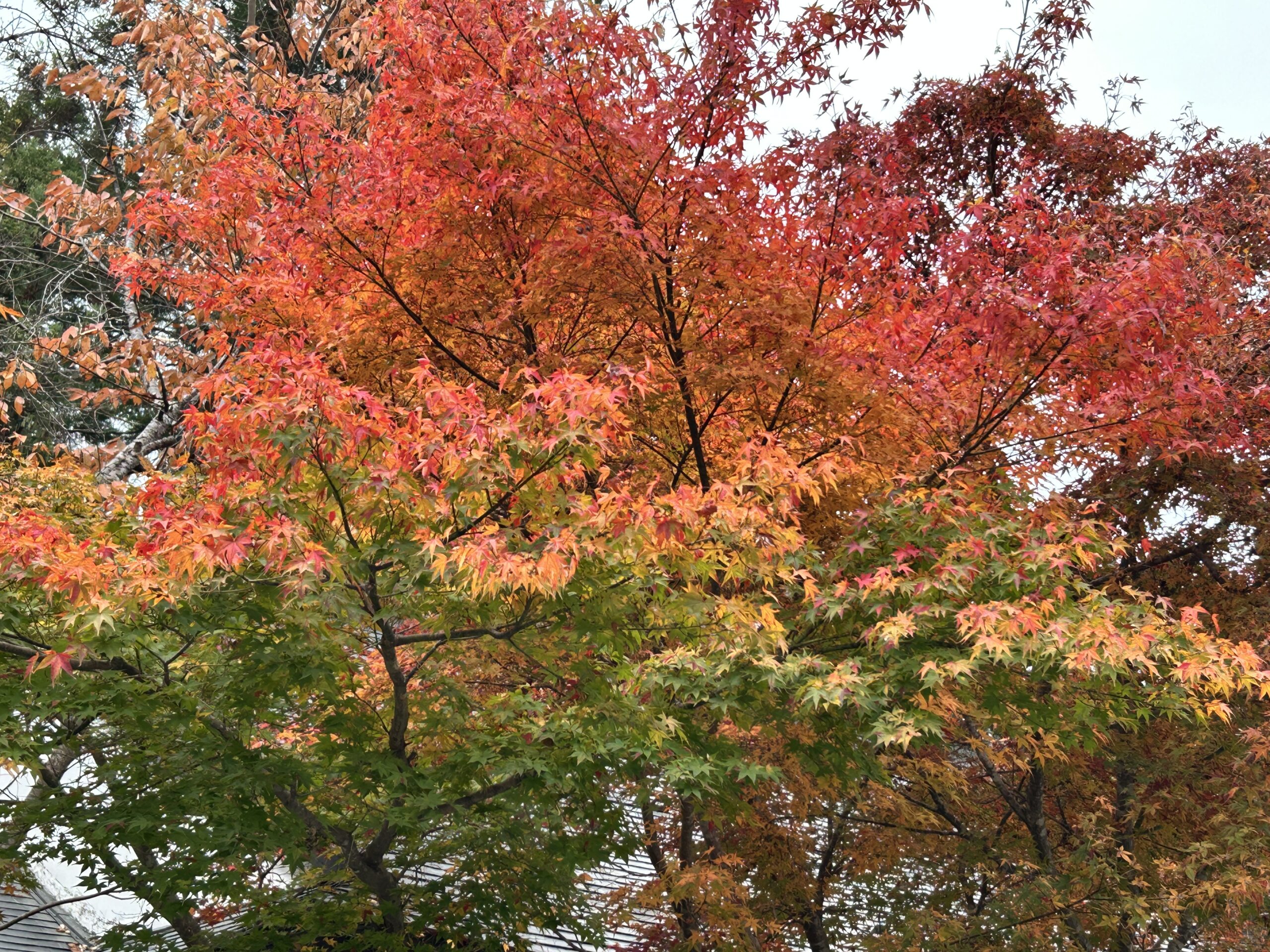 天然石INORI 天然石INORI